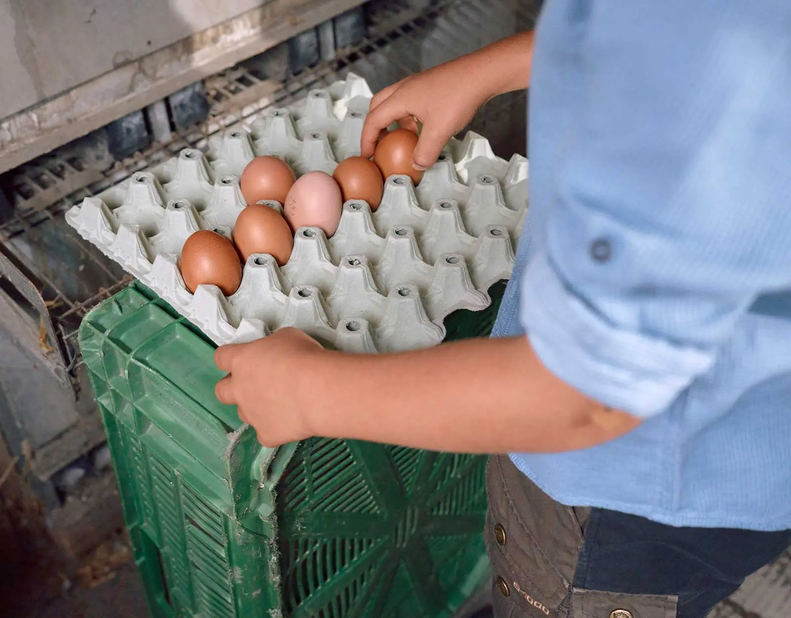 How Boehringer Ingelheim Is Addressing the Threat of Avian Influenza Art